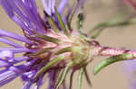 New England aster